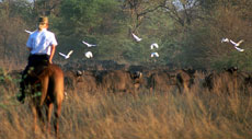 Randonnée équestres et safaris à cheval au Botswana (Afrique Australe) dans le Delta de l'Okavango - Randocheval / Absolu Voyages