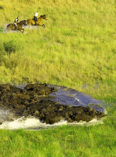 Safari exceptionnel au coeur du Delta de l'Okavango, à cheval - Botswana - RandoCheval