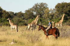 Randonnée équestres et safaris à cheval au Botswana (Afrique Australe) dans le Delta de l'Okavango - Randocheval / Absolu Voyages