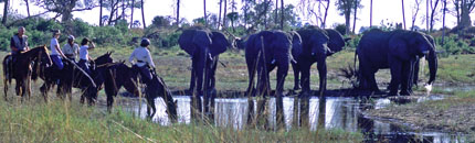 Randonnée équestres et safaris à cheval au Botswana (Afrique Australe) dans le Delta de l'Okavango - Randocheval / Absolu Voyages