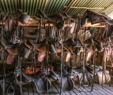 Notre cavalerie est vari&eacute;e mais parfaitement dress&eacute;e et adapt&eacute;e &agrave; la r&eacute;gion - randocheval