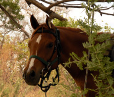 Notre cavalerie est variée mais parfaitement dressée et adaptée à la région - randocheval