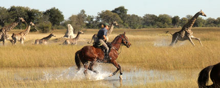 Randonnée équestres et safaris à cheval au Botswana (Afrique Australe) dans le Delta de l'Okavango - Randocheval / Absolu Voyages