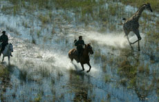 Delta de l'Okavango, galop avec la girafe dans les plaines inondées - RANDOCHEVAL