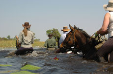 Traversée de marais certis de nénuphares - Randocheval