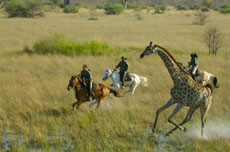 randonnée et safari équestre en Namibie - Randocheval / Absolu Voyages