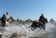 Galop dans les étendues inondées du Delta de l'Okavango - Randocheval