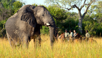 Delta de l'Okavango, galop avec la girafe dans les plaines inondées - RANDOCHEVAL