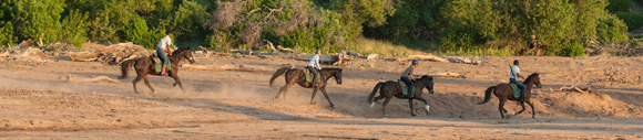 Découverte des Big Five sur notre safari équestre au Mashatu - Rando Cheval