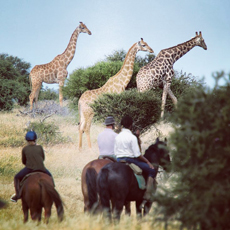 Luxury ride in Limpopo Valley - Botswana