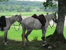 Randonnée équestre Bourgogne, Morvan Endurance - RANDOCHEVAL