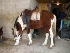 Randonnée équestre, Bourgogne les 3 Rivières - RANDOCHEVAL 