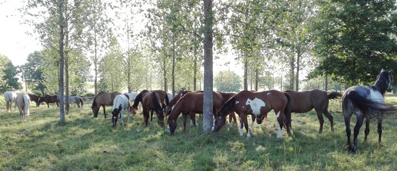 Randonnée équestre, Bourgogne les 3 Rivières - RANDOCHEVAL 