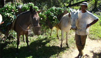 Randonn&eacute;e &agrave; cheval - Un voyage Rando Cheval