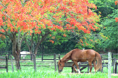 Rando Cheval - Voyage &agrave; cheval