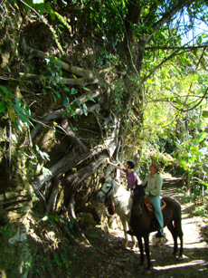 Randonnée équestre Rio et Jungle, Brésil - RANDOCHEVAL