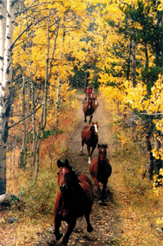 Randonnée équestre, l'Ouest Sauvage, Canada - RANDOCHEVAL