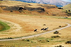 Patagonie : Rassemblement des chevaux dans la Pampa