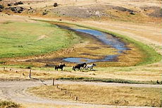 Patagonie : Rassemblement des chevaux dans la Pampa