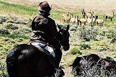 Patagonie : A cheval face aux guanacos