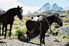 Patagonie, repos au pied des Cuernos