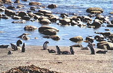 pingouins de Magellan