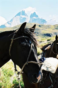 Patagonie : pique-nique face aux Cuernos