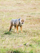 Renard de Patagonie