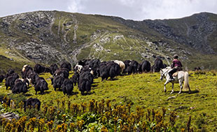 randonnee equestre asie centrale cavalier troupeau yacks montagne