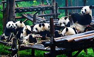 grands pandas centre elevage parc zoologique chine