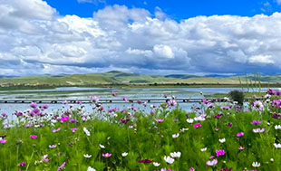 fleurs sauvages prairie lac paysage nature voyage chine
