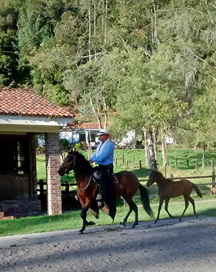 Cheval Paso