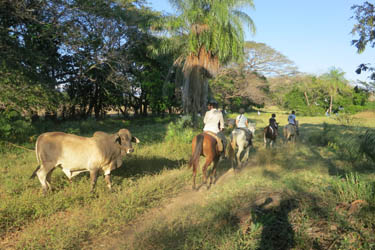 Voyage à cheval - Randonnée équestre au Costa Rica avec Randocheval