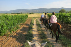 randonnée équestre en Craotie (Dalmatie) entre terre et eau - Randocheval / Absolu voyages