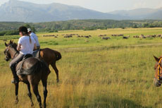 randonnée équestre en Craotie (Dalmatie) entre terre et eau - Randocheval / Absolu voyages