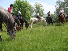 Rando Cheval en Croatie (Dalmatie) - Voyage à cheval