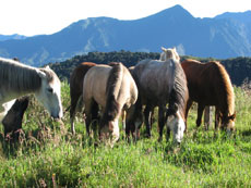 Equateur - Groupe de cavaliers  - Randonnée équestre sur l'avenue des volcans - Randocheval / Absolu voyages