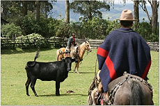 Equateur - travail des chagras - Randonnée équestre de rassemblement des troupeaux - Randocheval / Absolu voyages
