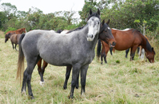 Voyage à cheval en Equateur - Randonnée équestre organisée par Randocheval