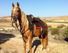 Voyage à cheval sur les plages d'Andalousie - Randonnée équestre organisée par Randocheval