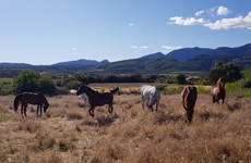 Voyage à cheval dans les Pyrénées espagnoles - Randonnée équestre organisée par Randocheval