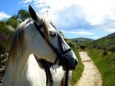 Voyage à cheval en Galice, sur le chemin de Saint Jacques - Randonnée équestre organisée par Randocheval