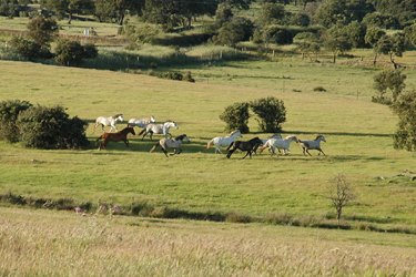 Voyage à cheval entre Espagne et Portugal - Randonnée équestre organisée par Randocheval