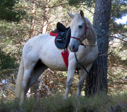 Voyage à cheval entre Espagne et Portugal - Randonnée équestre organisée par Randocheval