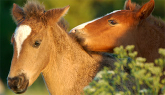 Troupeau de chevaux estoniens - RANDOCHEVAL