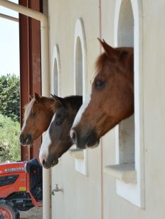 Randonn&eacute;e &eacute;questre, Provence, Alpilles - RANDOCHEVAL