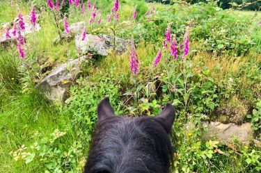 Rando Cheval - Voyage &agrave; cheval