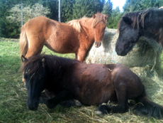 chevaux islandais alsace