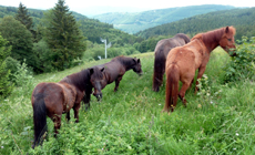 chevaux islandais alsace