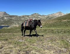 Voyage &agrave; cheval - Randonn&eacute;e &eacute;questre en Ari&eacute;ge pour les jeunes avec Randocheval